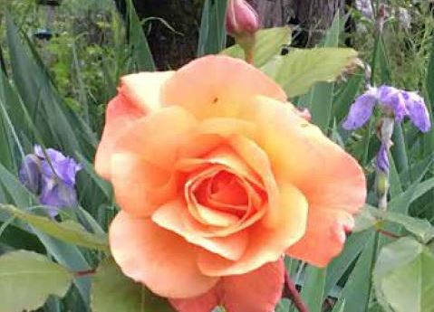 Rose Muttertag